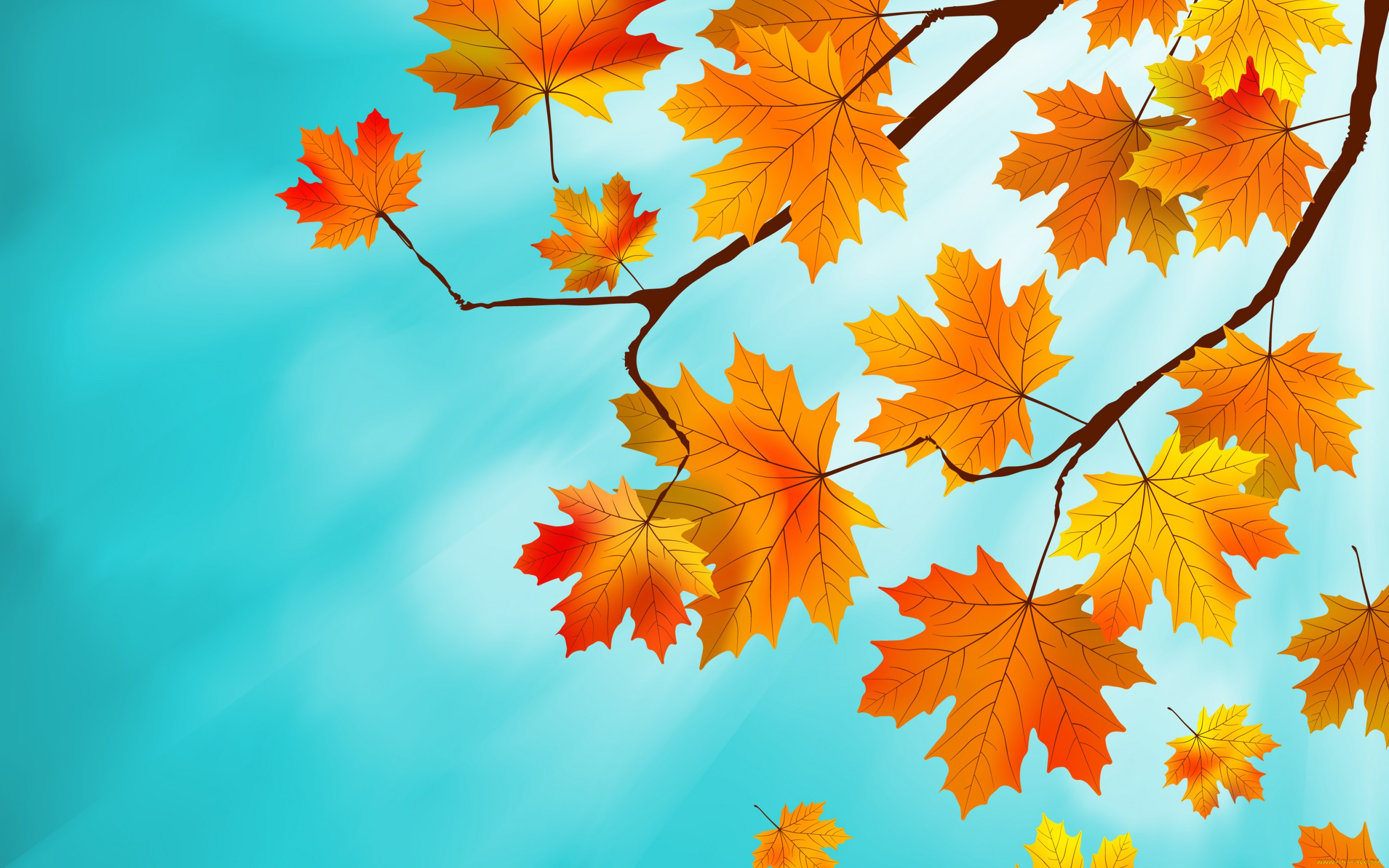  ,  , nature, autumn, , maple, leaves, , 
